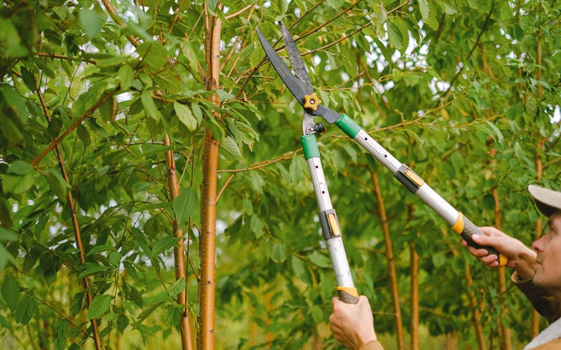 Tree trimming in Elkhart, KS