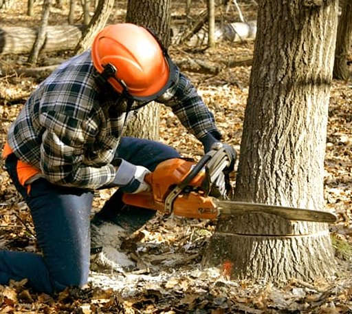 Tree Removal in Elkhart, KS